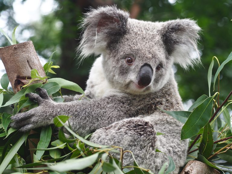 Koala in eucalyptus tree