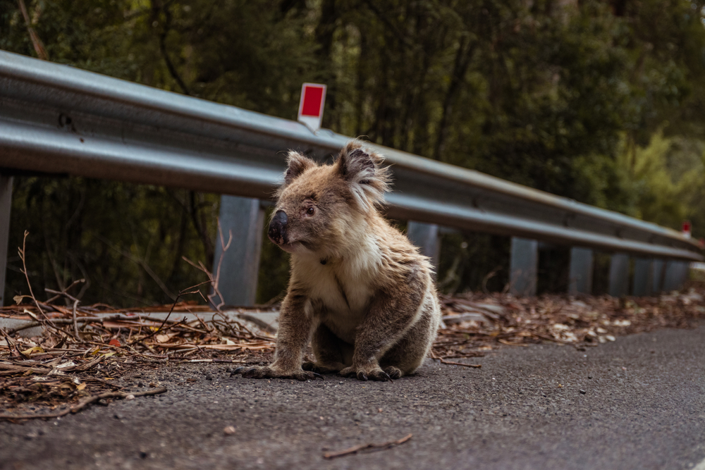 Koala,is,crossing,the,street,in,australia,koalas